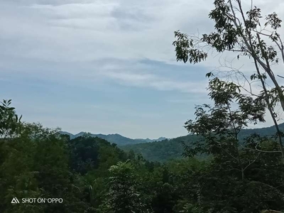 Tanah Murah View Mewah dekat Pasar Clereng