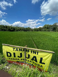 Dijual Sawah 1500 SHM Produktif Air Lancar Jalan Aspal Karanganom