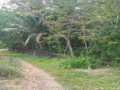 Harga Murah Investasi Tepat Tanah Full Pohon Kelapa dan Sengon 2212