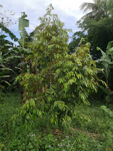 dijual kebun durian siap panen 6244m2