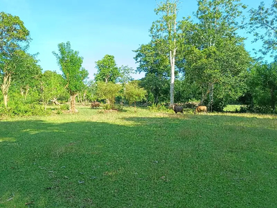 Lahan Area Balangan ITR Kuning Dekat Pantai