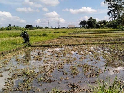 Dikontrakkan tanah 52 are di kaba kaba Kediri tabanan