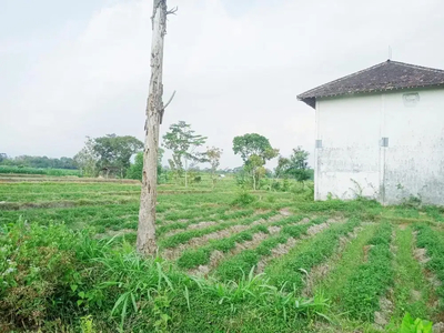 Dijual Tanah dalam Bentuk Sawah di Kabupaten Blitar