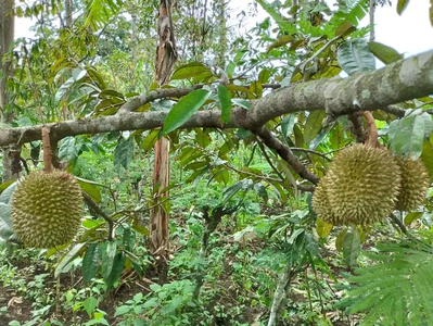 Kebun durian produktif murah pinggir jalan jabung malang
