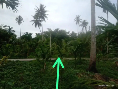 Tanah + kebun kelapa