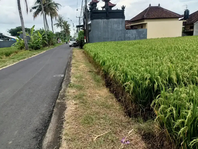 DIJUAL TANAH KOMERSIL SIAP BANGUN LOKASI KEDUNGU TABANAN BALI