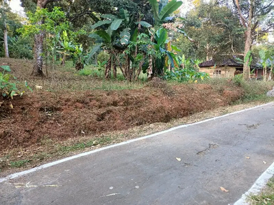 Kebun durian produktif dijumantono,karanganyar