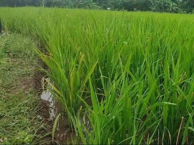 NEGO SAMPAI JADI JUAL CEPAT SAWAH JUAL BUTUH!!