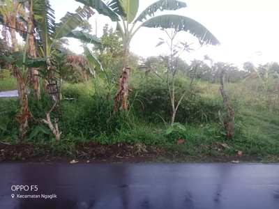 Sawah Istimewa mangku jalan aspal