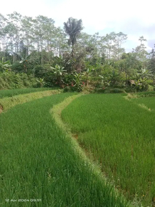 Sawah Produktif 2000 m, Bojong, Purwakarta.