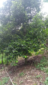 Tanah kebun dijual , 100 X 100 m²( 10000m²) satu hektar