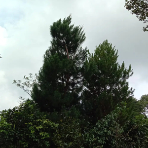 Tanah Kebun pohon Pinus Lt 943 m² di Cileunca
