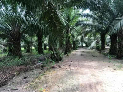 Tanah Kebun Sawit SHM Strategis Dekat Relokasi Lanud Soewondo
