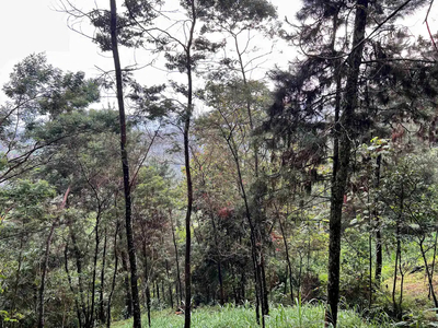 Tanah Komplek Hutan Pinus 150rb/m Kemuning