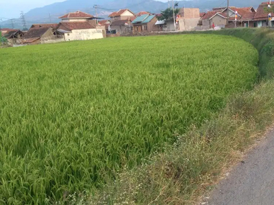 Tanah sawah aktiv dan subur hasil 6ton/tahun di majalaya bandung