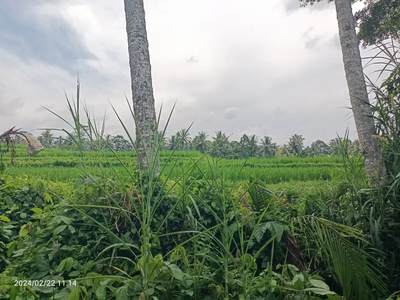 Tanah view sawah di jalan Cinta Ubud Bali