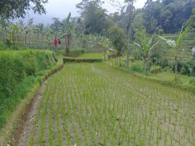 Dijual Murah Tanah Sawah Produktif Udara Sejukdi Bojong Purwakarta