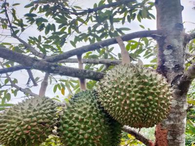 Jual Cepat Kebun Durian Produktif Akses Mobil