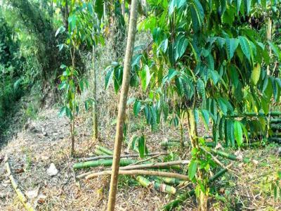 Kebun Kopi Paling Murah di Malang