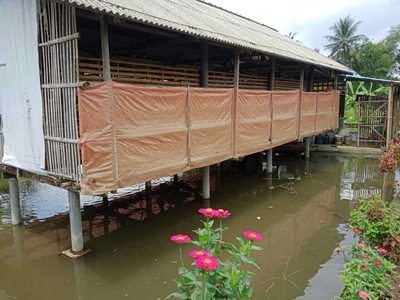 DIJUAL 6 KOLAM IKAN DAN 1 KANDANG AYAM PETELUR DI DESA TAMBAKSOGRA