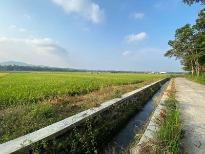 View Sawah, Di Temon Kulon Progo Cocok Investasi