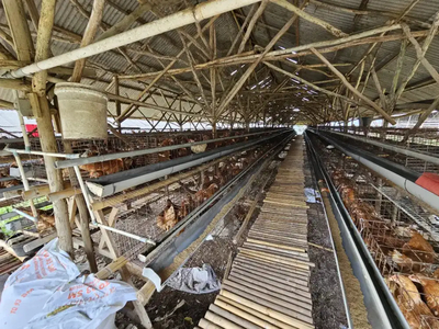Dijual Peternakan Ayam lengkap dengan kntr dan mess di Cianjur