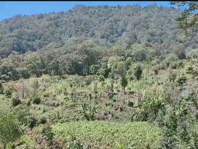 Dijual tanah dengan view danau jungle dan alam munduk Buleleng Bali