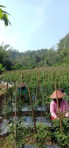 Dijual Tanah Kebun Murah Cocok Buat Invest Di Garut Selatan