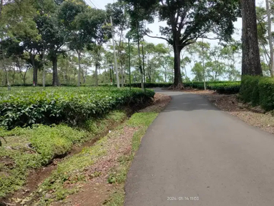 Kavling Villa Kebun Teh Lokasi Tenang