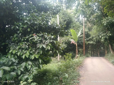 Tanah kebun manggis & durian produktif nempel jalan mobil luas 5000 m²