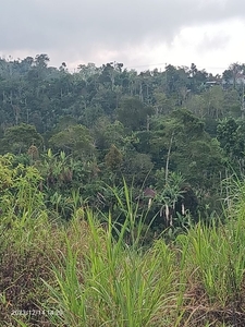 Tanah di Wanagiri Singaraja dekat Altavista Bali Mountain Villa