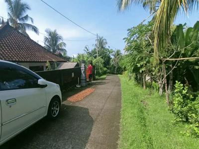 Tanah kebun 1.4 ha , cengkeh dan kelapa di Berangbang Jembrana Bali