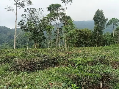 Kebun Teh, Cengkeh, Dll, 22000 m, Darangdan, PWK.