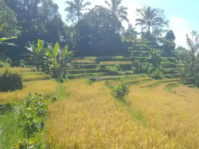 Tanah kawasan wisata jatiluwih tabanan bali.