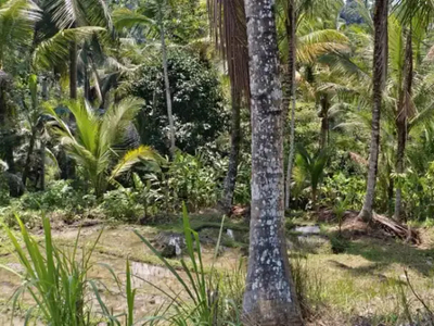 Tanah kebun view sawah murah di Bali