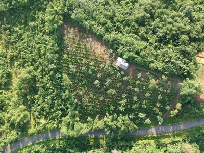 TANAH PINGGIR JALAN COCOK UNTUK PERKEBUNAN DAN PEMANDANGAN BAGUS NEGO