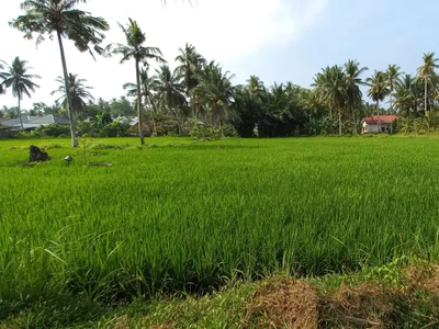 Tanah sawah 800 M2 ada jalan 4 mtr siap panen