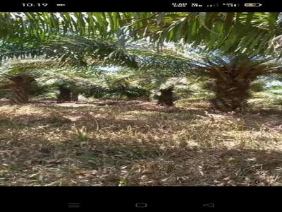 Lahan 9 hektar Berisi Kebun Sawit dan Durian