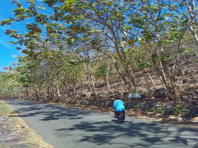 Di jual tanah kebun jati