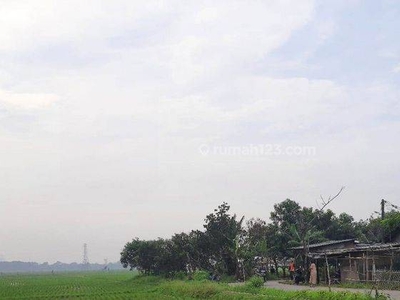 Kavling Sawah Siap Panen Di Area Persawahan Lumbung Padi Nasional Karawang