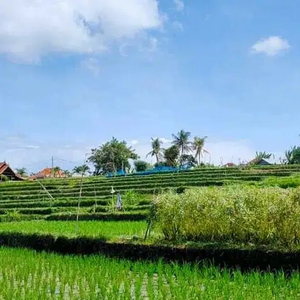 Tanah dekat pantai kedungu tabanan view sawah Dan sungai besar