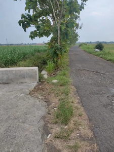 Tanah sawah SHM kedungsugo Prambon Sidoarjo ±200X6m depan jalan aspal