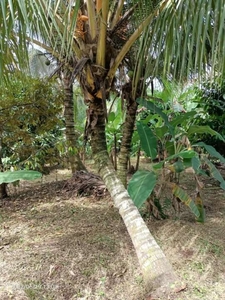Jual Tanah Kebun Durian Dan Manggis Siap Panen Dekat Villa Di Tabanan Bali