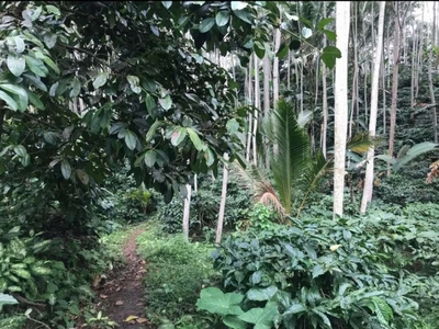 Jual Tanah Kebun Kopi 500 Mdpl Dekat Villa Bali Eco Stay
