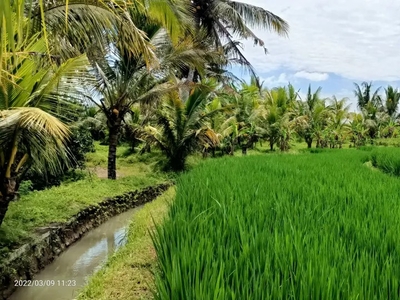 Jual Tanah Sawah Di Jalan Utama Pantai Kelecung Bali