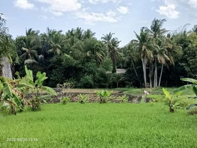 Tanah View Sawah 15 Menit Dari Pererenan Bali