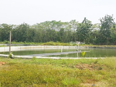 Jual Tanah Kavling Tambak 4 Hektar di Anyer Carita Dekat Pantai Carita Pantai Pasir Putih Pantai Karangsari - Pandeglang