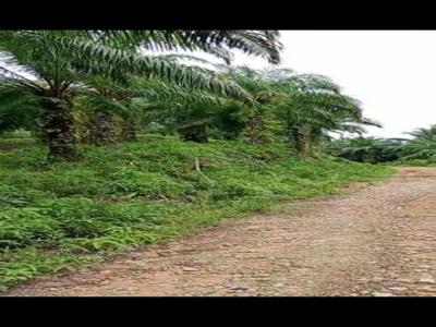 dijual kebun sawit 14 ha surat SHM