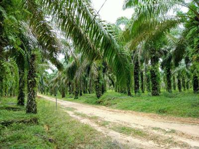 dijual kebun sawit 200 ha surat SHM