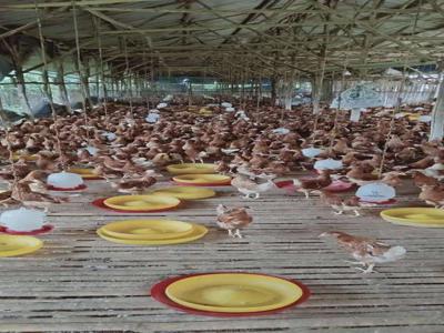 Peternakan ayam petelor dipasar kemis - tangerang